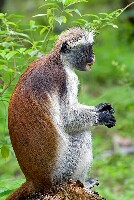 Chwaka