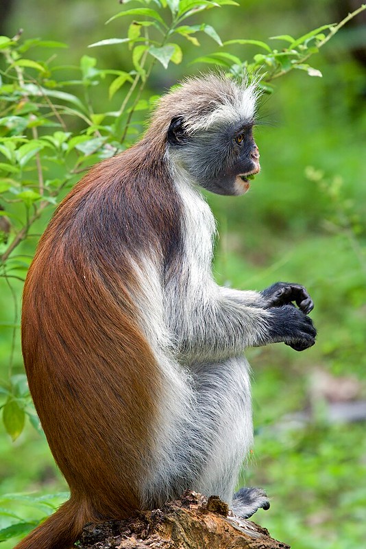 Chwaka  Tanzania