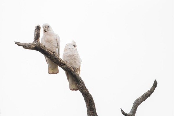 Corella  Philippines