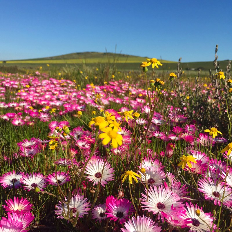 Darling  South Africa