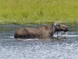 Denali National Park and Preserve
