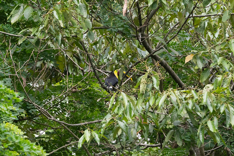 Dominical  Costa Rica