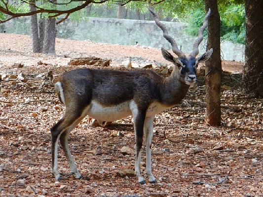 Gadag Karnataka India