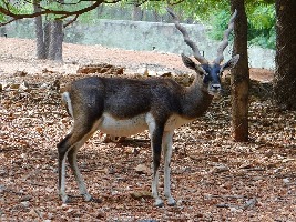Gadag