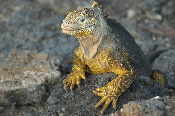 Galapagos Islands Ecuador