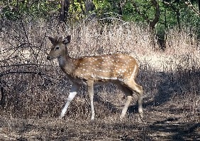 Gir National Park