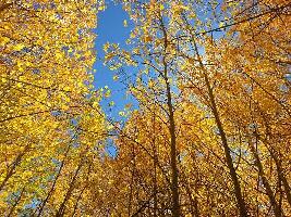 Golden