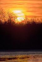 Gomel