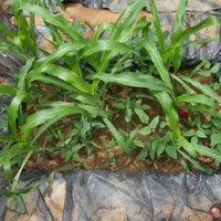 Gourcy  Burkina Faso