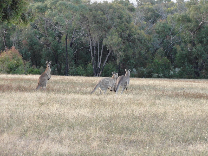 Grampians  Australia