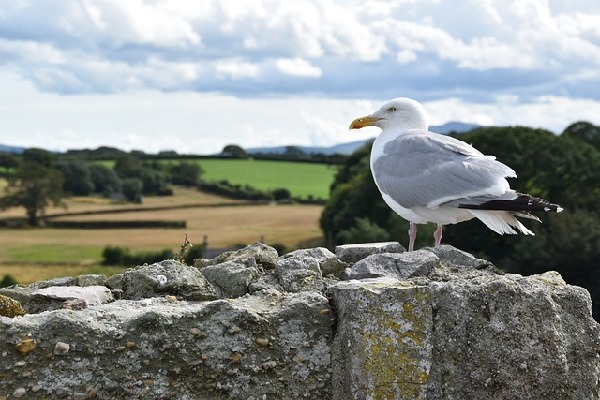 Harlech  Wales