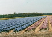 Hillegom  Netherlands