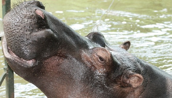 Hoedspruit  South Africa