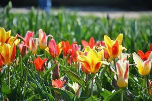 Holland