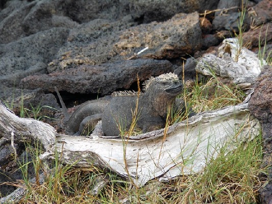 Isabela Galapagos Islands Ecuador