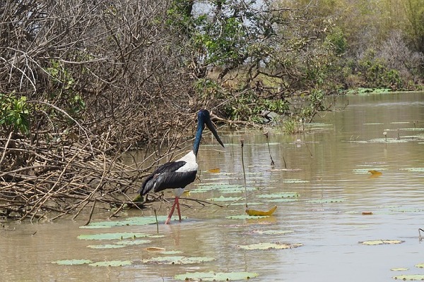 Jabiru  Northern Territory