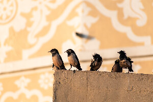 Jamnagar