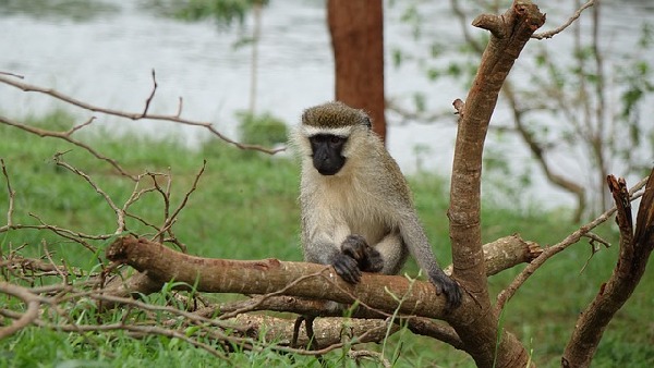 Jinja  Uganda