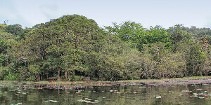 Kalpetta