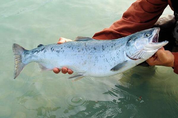 Kenai Alaska United States