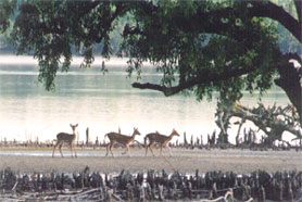 Khulna Bangladesh