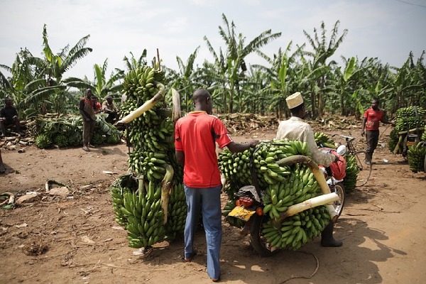 Kinkiizi  Uganda