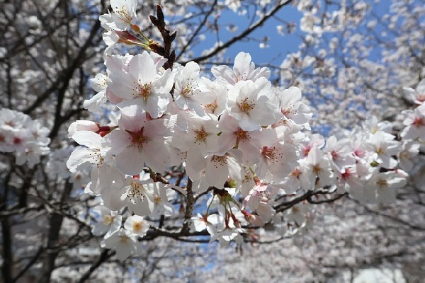 Kochi  Japan