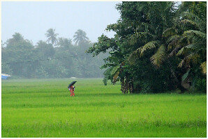 Kottayam