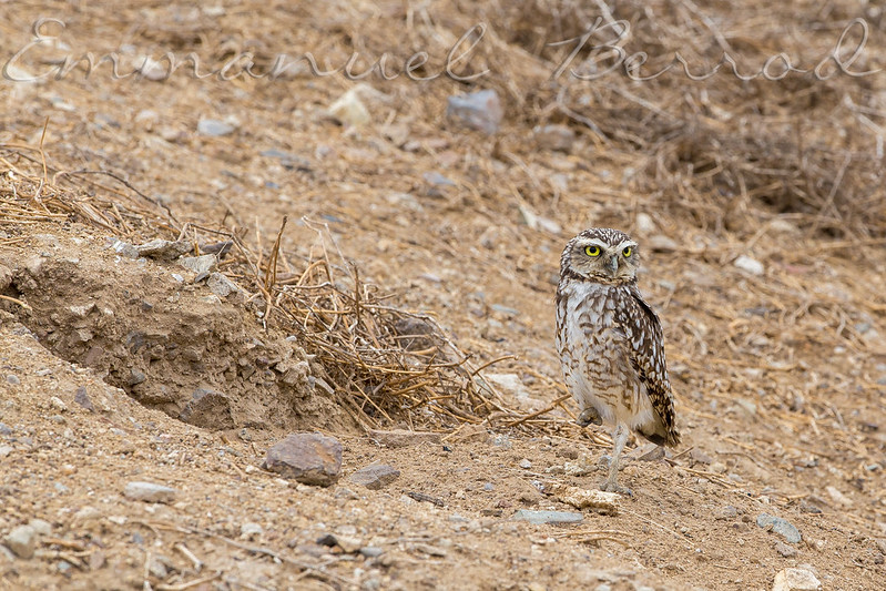 Lambayeque  Peru
