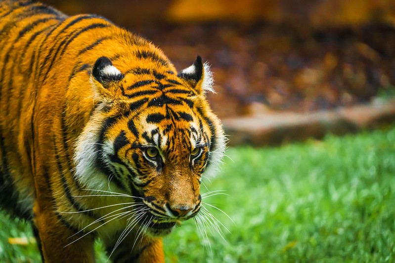 Landsborough Queensland Australia