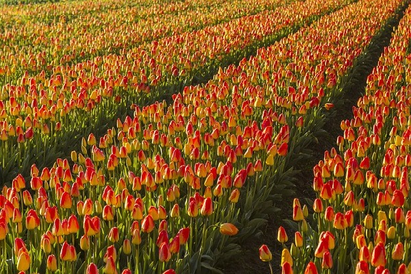 Lisse  Netherlands