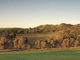 Lyndoch  Australia