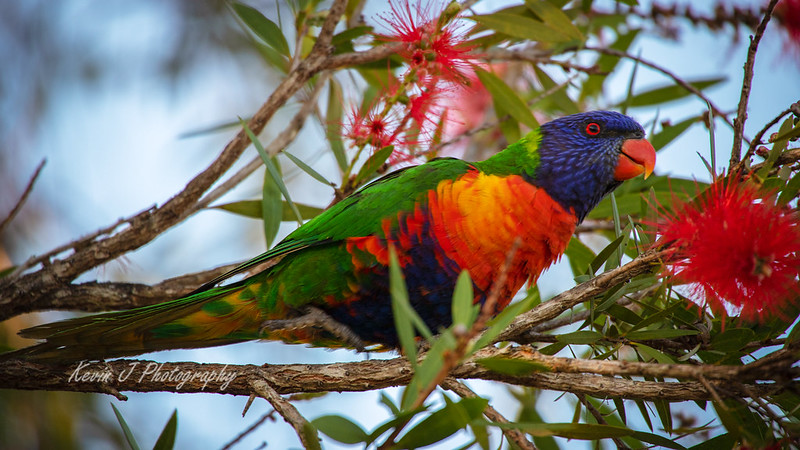 Mackay Queensland Australia