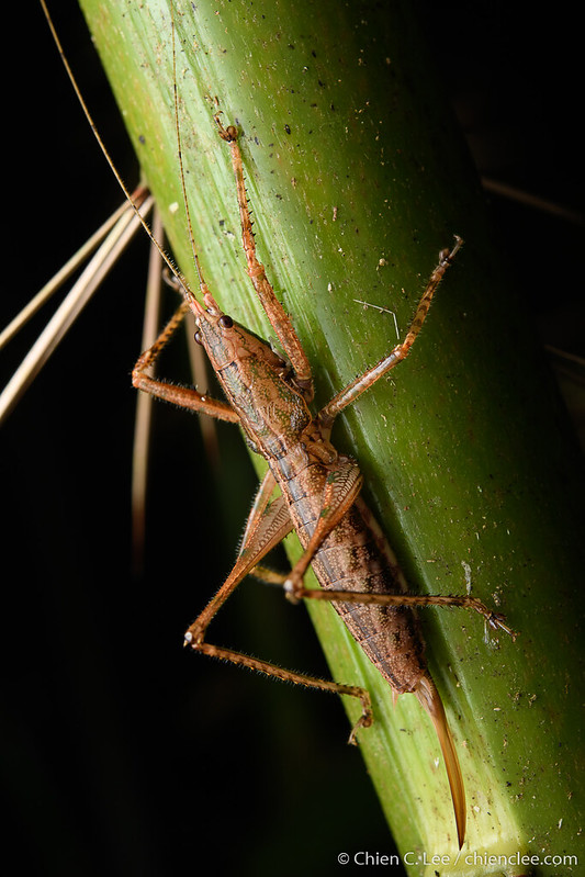Malaysia Sarawak