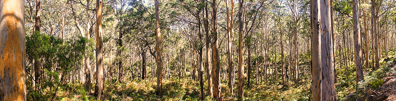 Margaret River Region Western Australia Australia