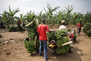 Masindi