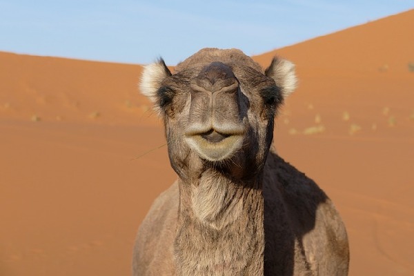 Merzouga Centre  Morocco