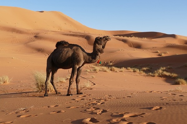 Merzouga  Morocco