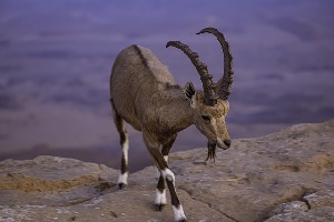 Mitzpe Ramon