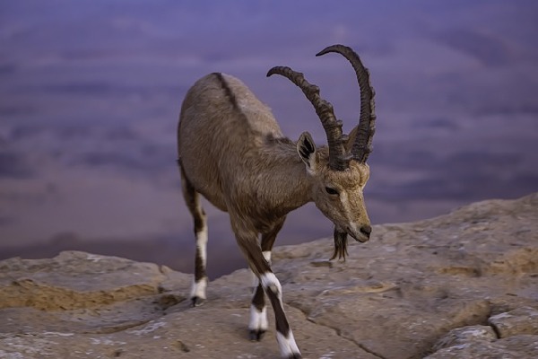 Mitzpe Ramon  Israel