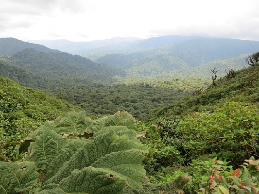 Monteverde  Costa Rica