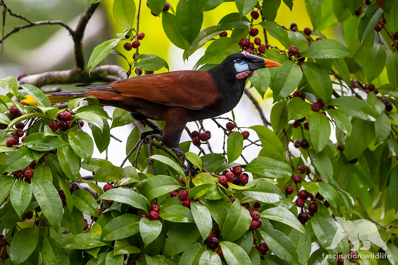 Montezuma  Costa Rica