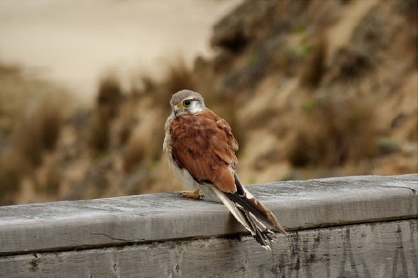 Mornington Peninsula  Australia