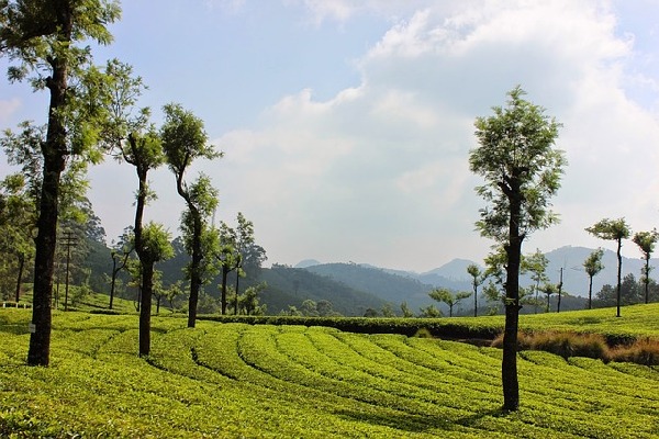 Munnar  India