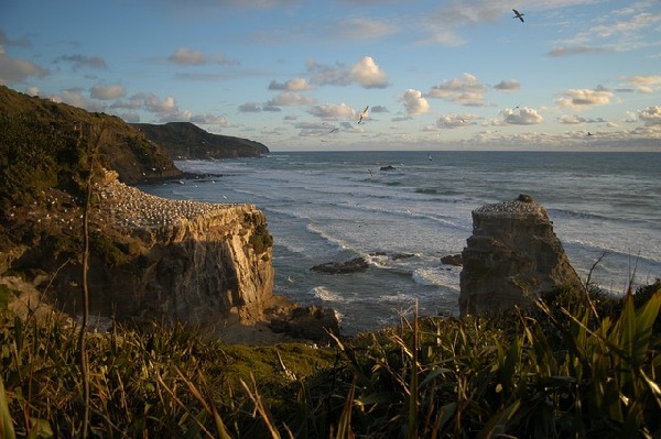Muriwai  New Zealand