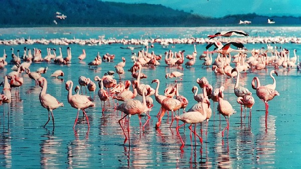 Nakuru  Kenya