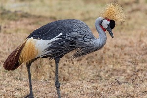 Ngorongoro