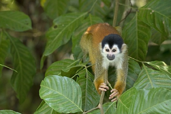 Osa Peninsula  Costa Rica