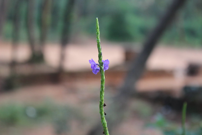 Pachmarhi  India