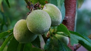 Peach Springs